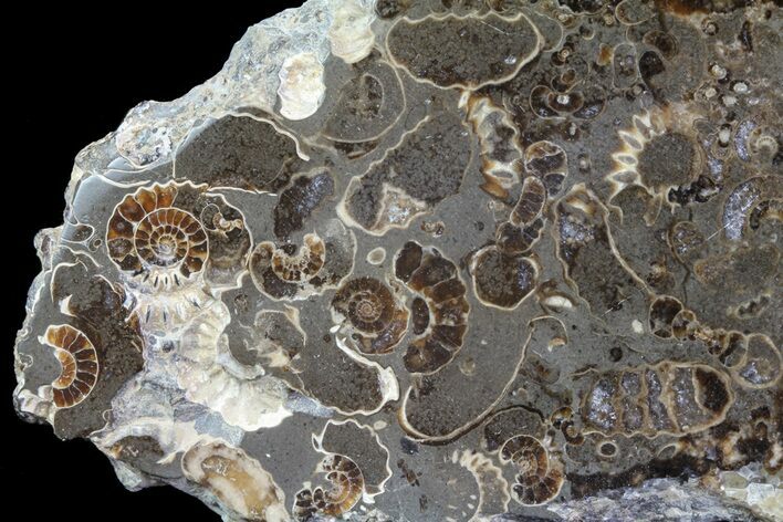 Polished Ammonite Fossil Slab - Marston Magna Marble #63853